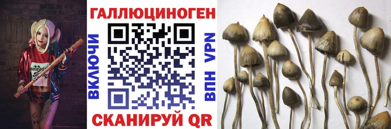 mega ссылка  Заводоуковск  Псилоцибиновые грибы мицелий 